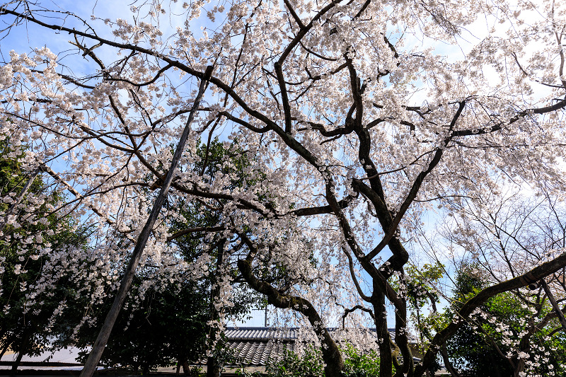 桜咲く京都2018　溪仙桜咲く（車折神社）_f0155048_0275298.jpg