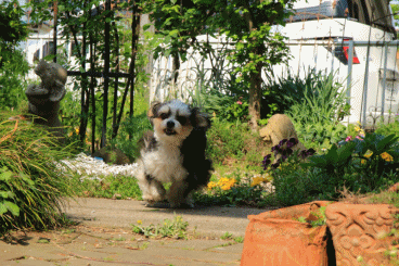 c0145250_08522248.gif