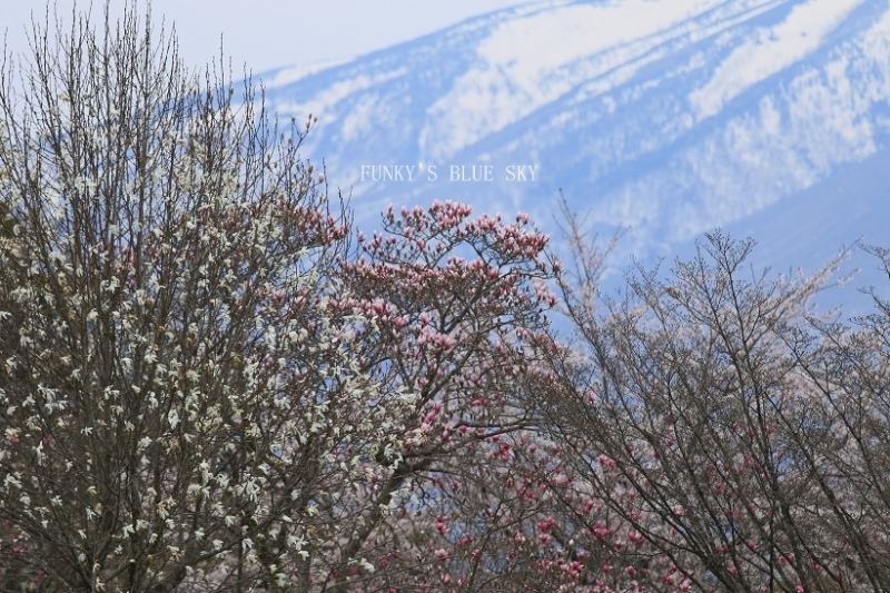 一本桜と、ステキなcafeと、帰り道･･_c0145250_09050157.jpg