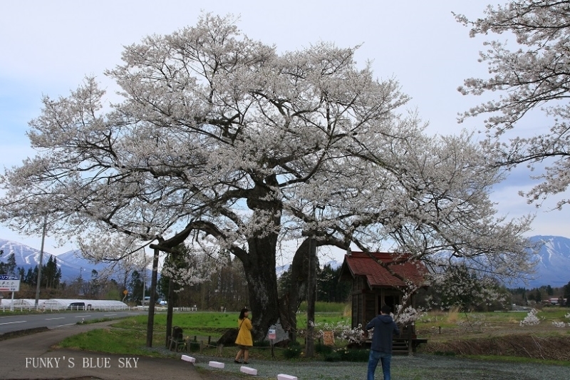 一本桜と、ステキなcafeと、帰り道･･_c0145250_09053614.jpg