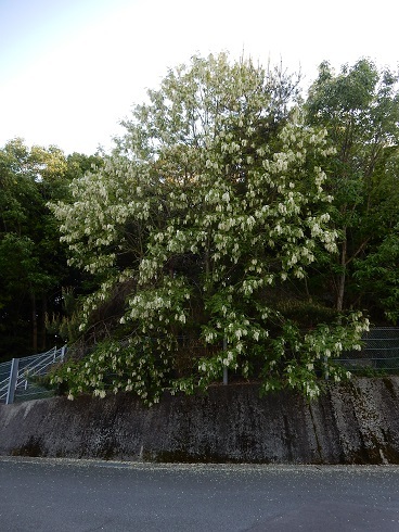 アカシアの花咲く安登_e0175370_22370095.jpg