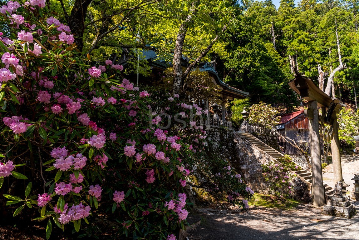 玉置神社_c0350572_14114499.jpg