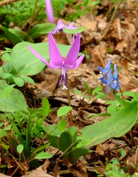 ４月・春の使者・カタクリ - 野に咲く北国の花