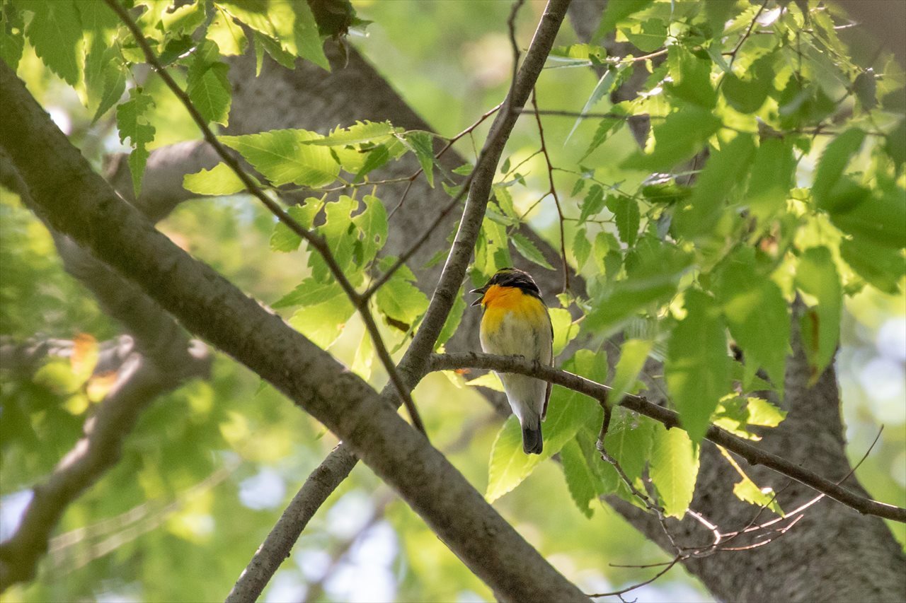 初見のオジロトウネン、おまけのアマサギ、エナガ_a0150374_22054232.jpg