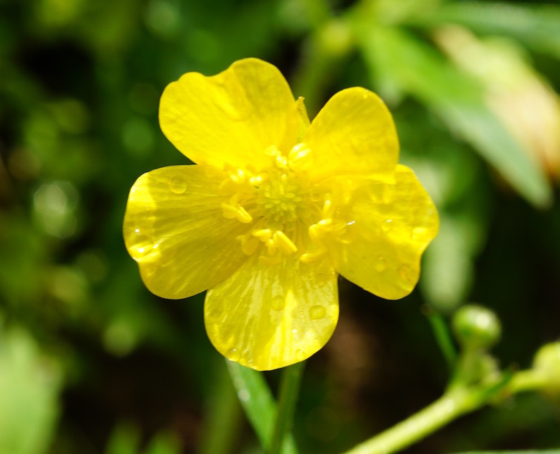 ストーブのある部屋と久利須の花_b0057679_08132910.jpg