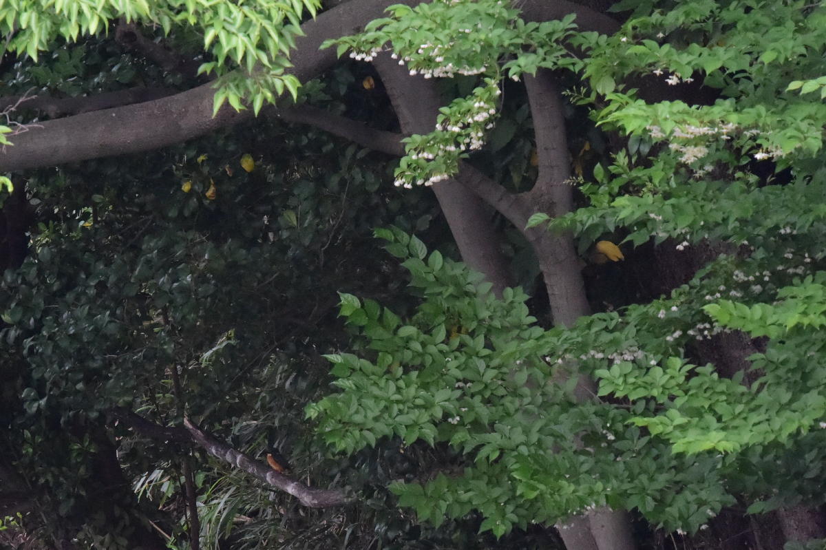c0144588_06254593.jpg