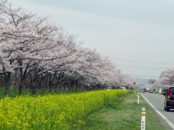 今年の桜ドライブは男鹿半島へ~~GAOも良かった~♪_a0136293_17043551.jpg