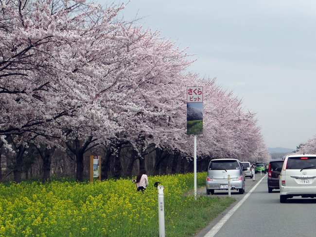 今年の桜ドライブは男鹿半島へ～～GAOも良かった～♪_a0136293_17080766.jpg