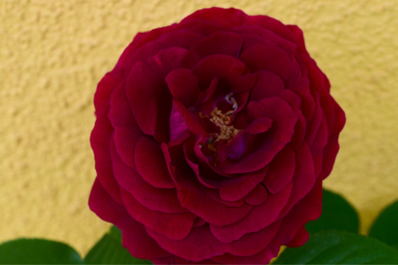 薔薇も花々も続々開花〜ジャクリーヌデュプレ、スヴニールドゥドクトルジャメイン、カーディナルドリシュリュー。。。_e0346002_12214397.jpg