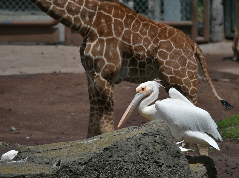 コシベニペリカン、今は一羽_a0164204_14175323.jpg