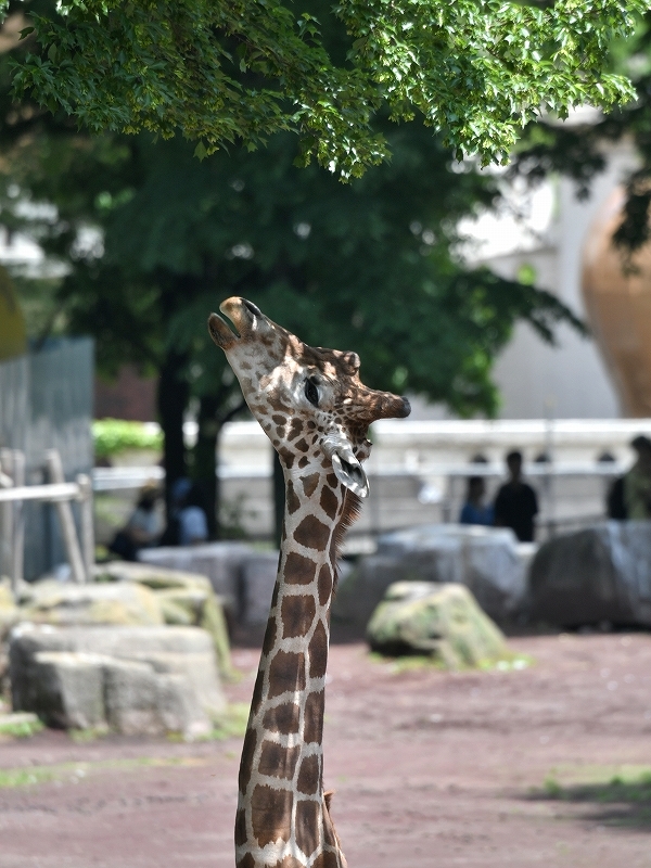 コシベニペリカン、今は一羽_a0164204_14184511.jpg