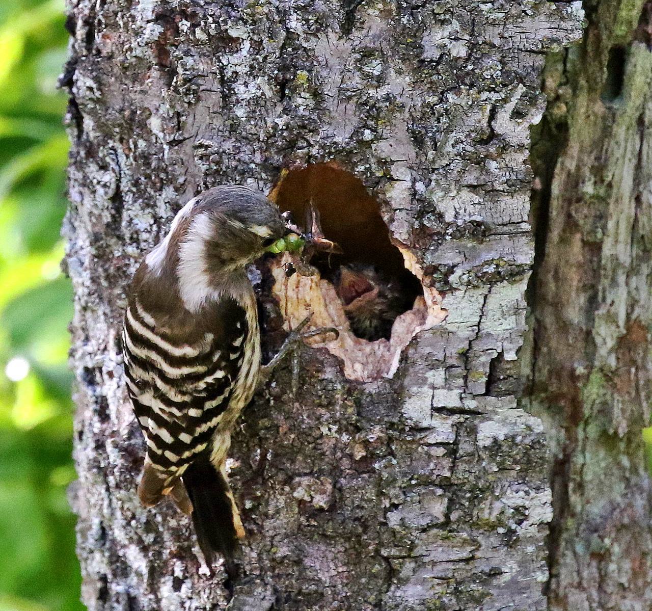 コゲラも只今 子育て中 一期一会の野鳥たち
