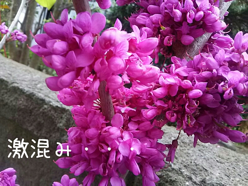 f0024708_1673411.jpg