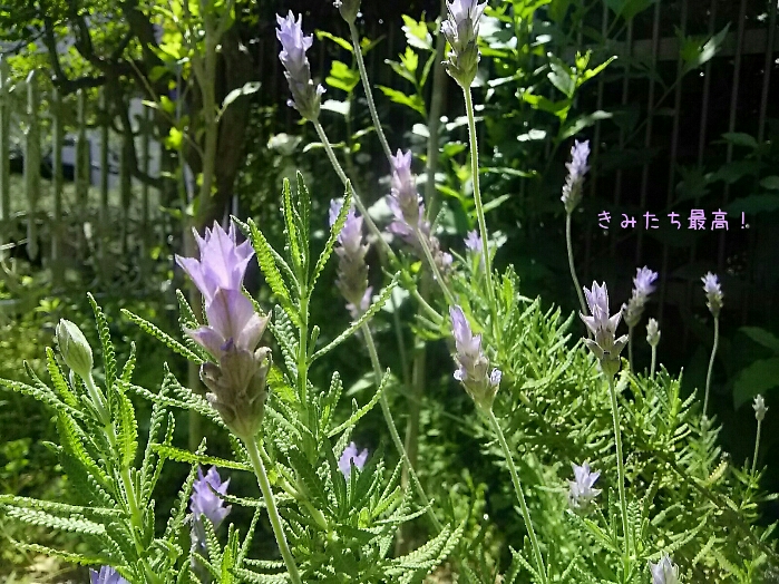 f0024708_1835875.jpg