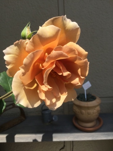d0078312_18004971.jpeg