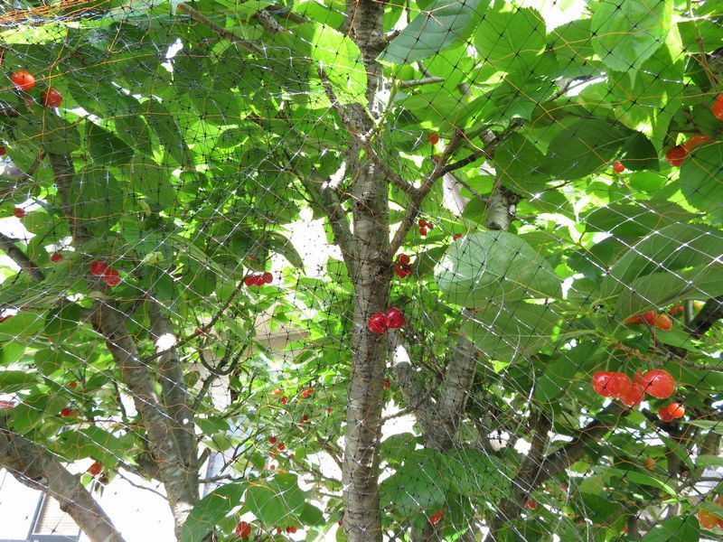 d0065113_06440834.jpg