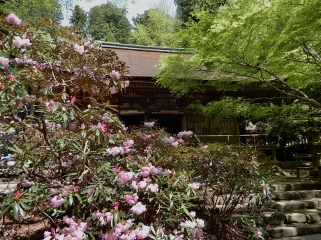 石楠花のみ寺（a temple on a mountain with rhododendrons）_a0332314_18224542.jpg