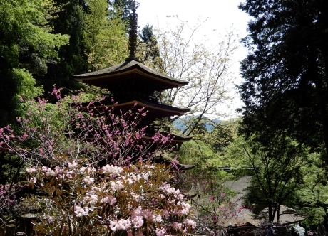 石楠花のみ寺（a temple on a mountain with rhododendrons）_a0332314_18241782.jpg