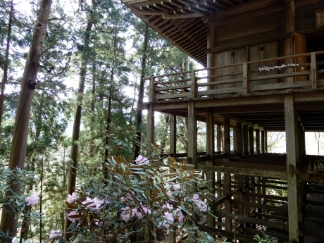 石楠花のみ寺（a temple on a mountain with rhododendrons）_a0332314_18271335.jpg