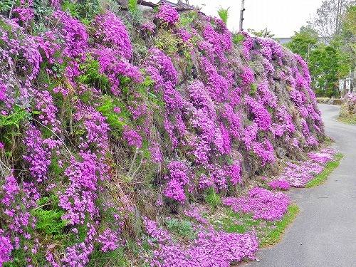 花満開の乗鞍高原です～！！_a0353718_16404863.jpg