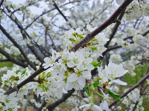 花満開の乗鞍高原です～！！_a0353718_16411285.jpg