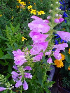 c0074721_20214974.jpg