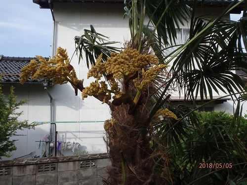 シュロの木の花 橋の雑記帳