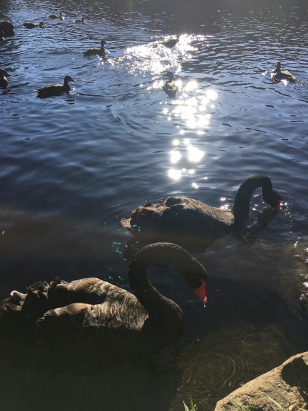 Black swan_c0076823_20434055.jpg