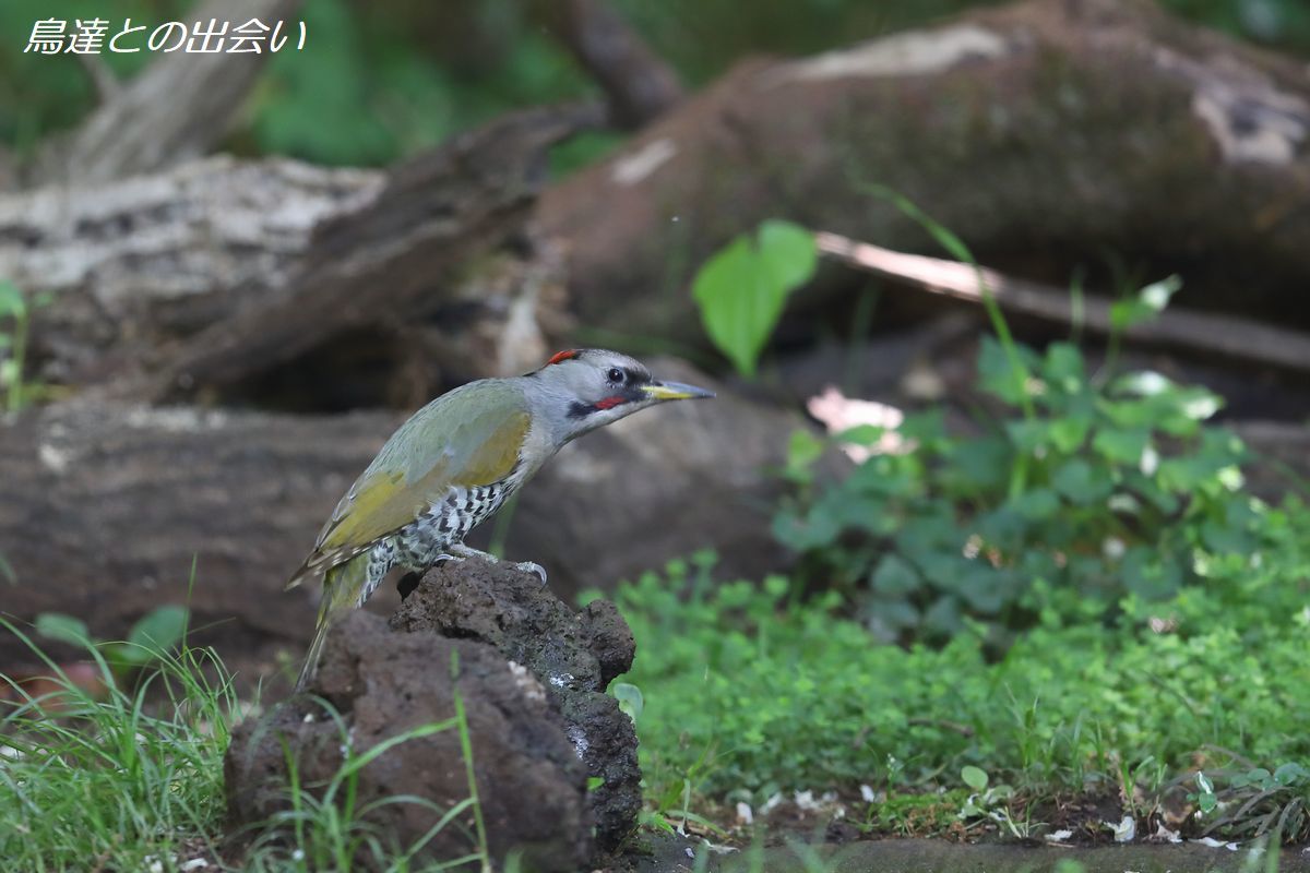 アオゲラ・・・Japanese Green Woodpecker_e0139623_22120593.jpg