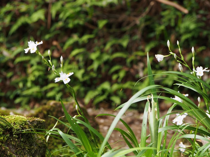 新緑の緑が爽やかな加茂山公園にて_b0368629_14180685.jpg