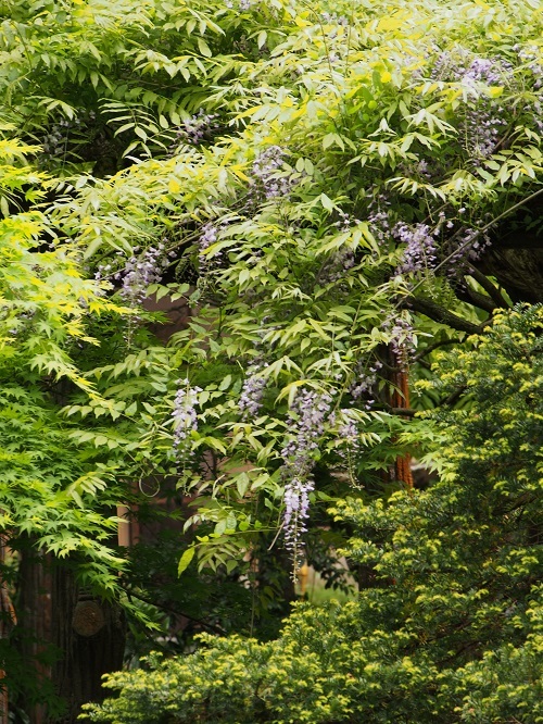 新緑の緑が爽やかな加茂山公園にて_b0368629_14200705.jpg