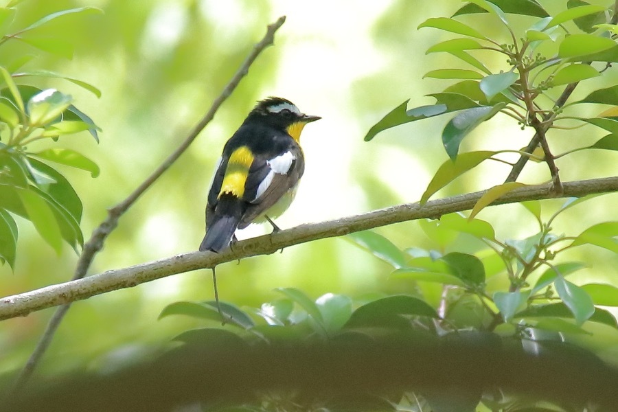 マミジロキビタキ再来 四十雀の欣幸 野鳥写真日記