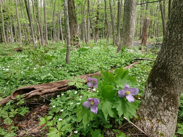 f0118332_22363296.jpg