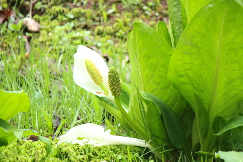 県立森林公園・散策_a0345833_16051461.jpg