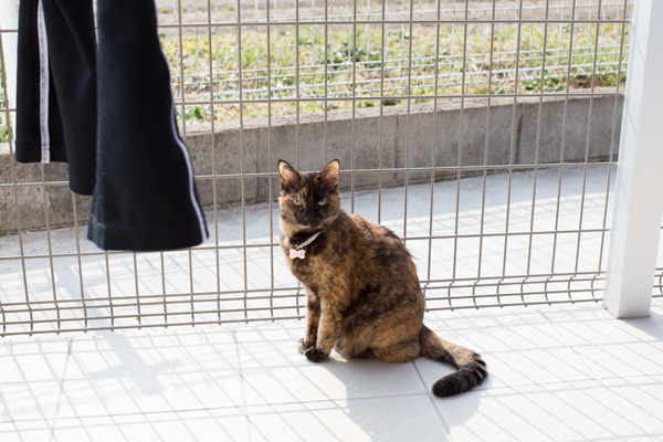 猫テラスでキリッ_d0355333_17390855.jpg