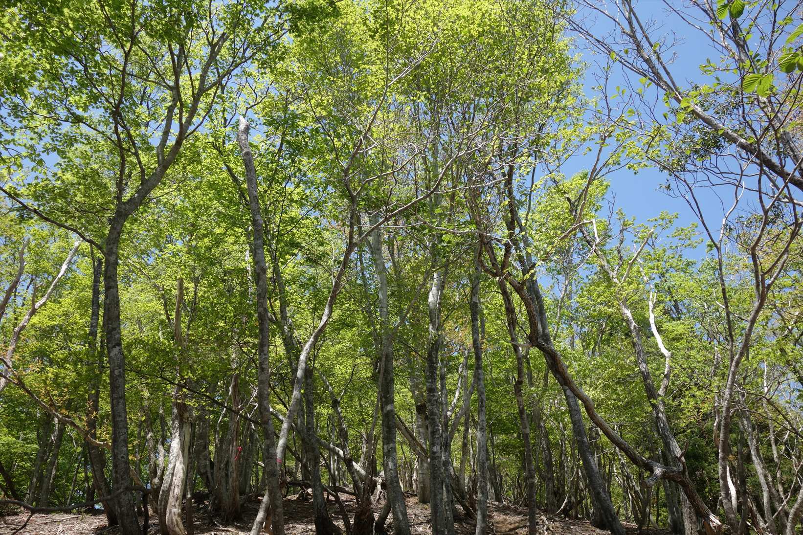 △　新緑と石楠花　堂満岳~比良岳縦走　△_f0348933_09444552.jpg