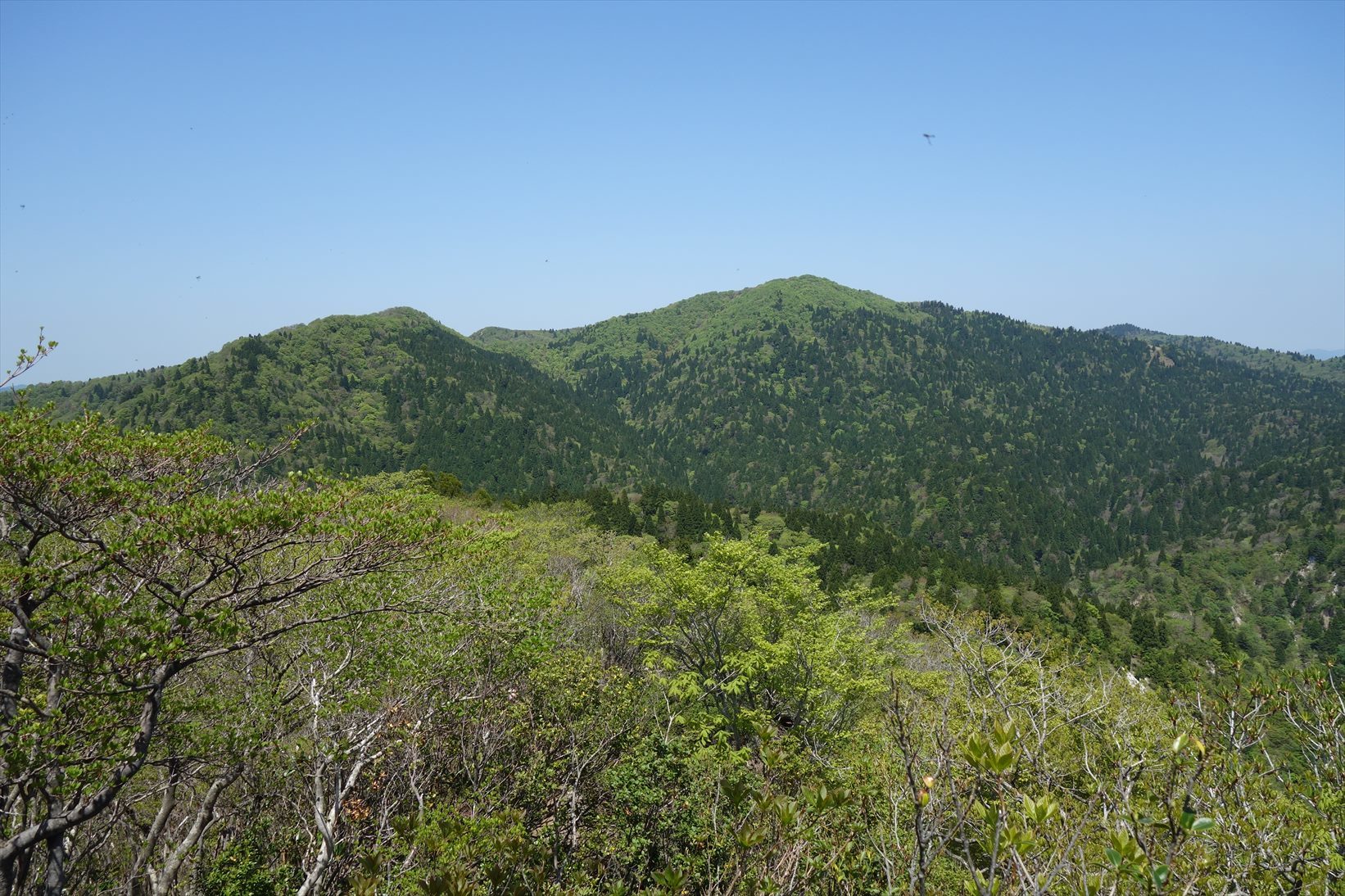 △　新緑と石楠花　堂満岳~比良岳縦走　△_f0348933_10015396.jpg