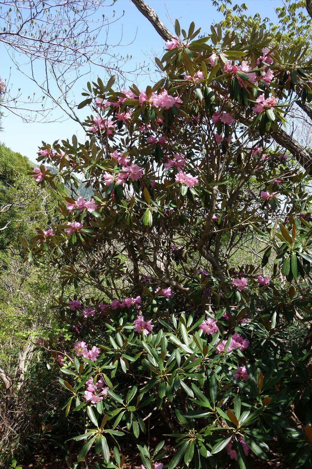 △　新緑と石楠花　堂満岳~比良岳縦走　△_f0348933_10064933.jpg