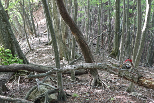 神掛岩からメンノツラ越ルートで祖母山に登る！_e0272335_21553951.jpg