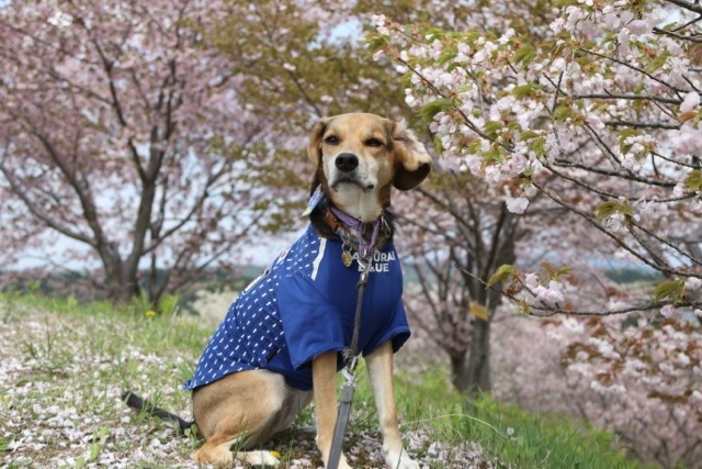 国花苑の桜と その後ガッキーと お転婆コーギー犬とeos Kiss Dでのお散歩フォト