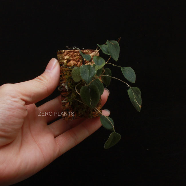 phloeophila nummularia 着生ラン南米レア種ミニチュア洋蘭