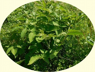 c0203348_08575120.jpg