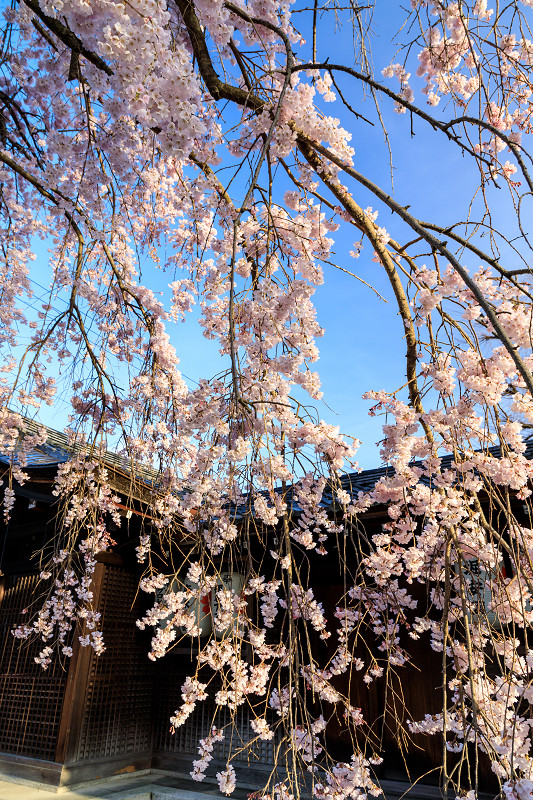 桜咲く京都2018　縣神社の木の花桜_f0155048_16234530.jpg