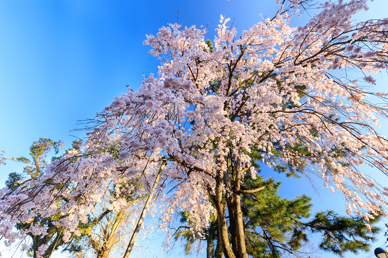 桜咲く京都2018　縣神社の木の花桜_f0155048_16244690.jpg