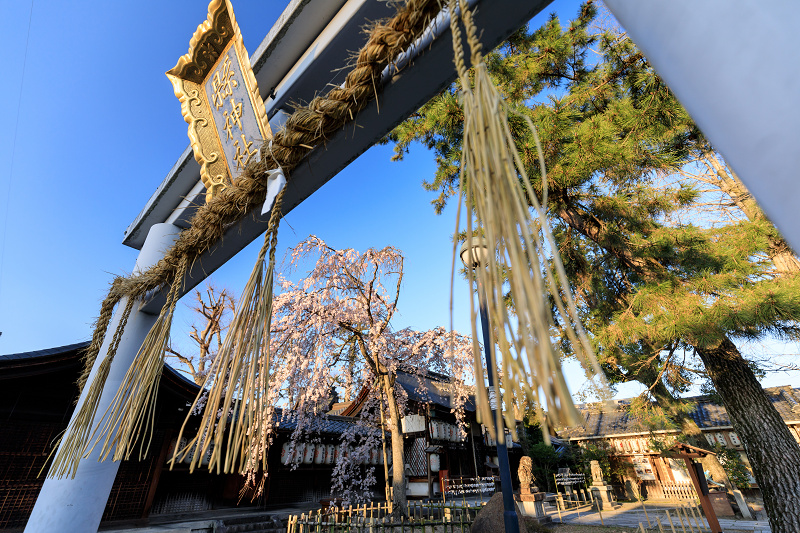 桜咲く京都2018　縣神社の木の花桜_f0155048_16251150.jpg