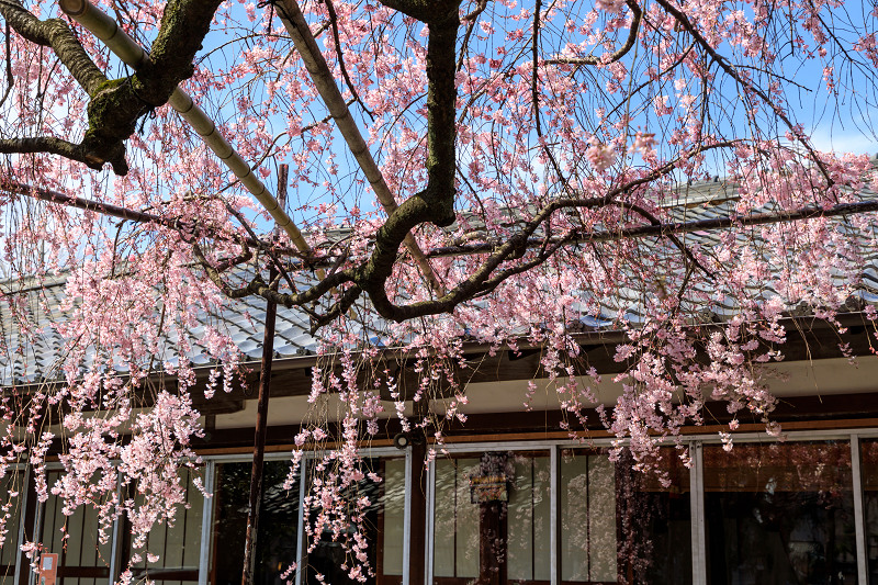 桜咲く京都2018　水火天満宮のしだれ桜（お昼編）_f0155048_9315294.jpg