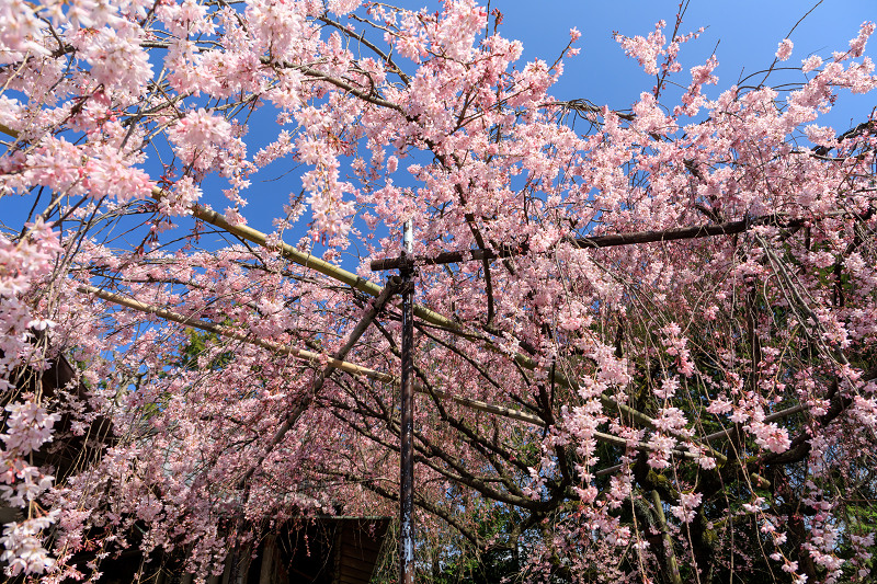 桜咲く京都2018　水火天満宮のしだれ桜（お昼編）_f0155048_9325669.jpg