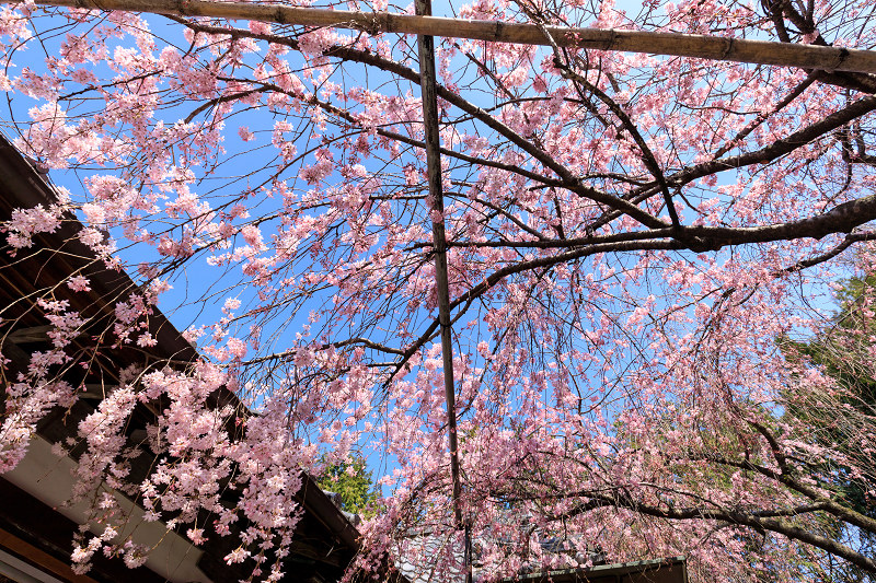 桜咲く京都2018　水火天満宮のしだれ桜（お昼編）_f0155048_9342865.jpg