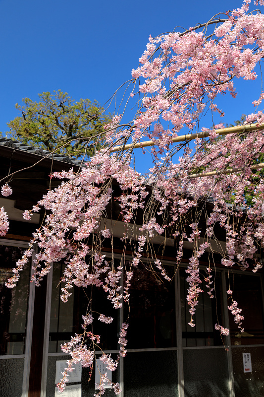 桜咲く京都2018　水火天満宮のしだれ桜（お昼編）_f0155048_9361355.jpg