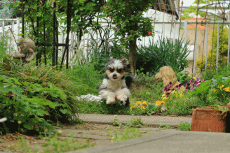 c0145250_14361506.gif